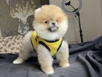 AYI SURAT POMERANİAN BOO YAVRULAR