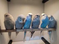 Show jumbo dişi muhabbet kuşu yavrular çok uyguna