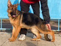 ORJİNAL SHOWLİNE ALMAN KURDU FCİ ŞECERELİ KÖPEĞİMİZ