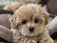 Kore maltipoo yavruları
