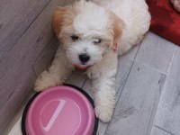 Yavru Dişi Maltese Terrier
