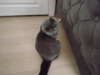 British shorthair kedimize yuva arıyoruz