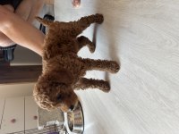 15 Haziran doğumlu Dişi toy poodle