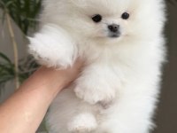 Pomeranian Boo Köpeği