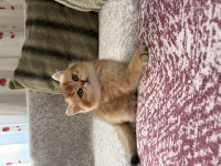 Dişi Golden British Shorthair