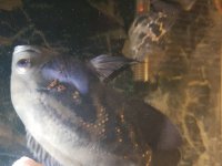 3 Astrotonumu Uygun fiyata veriyorum