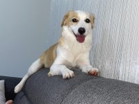 Tuvalet eğitimli jack russell