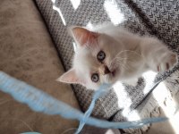 Acil sahiplendirme british shorthair ve blue point yavrular