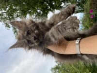 Gerçek maine coon arayanlar