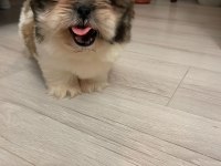Muhteşem erkek shih tzu yavru
