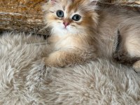 British Longhair Kedisi