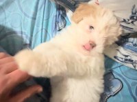 3 AYLIK MALTİPOO OĞLUMUZ SAHİBİNİ BEKLİYOR