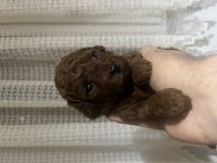 Red brown toy poodle
