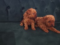 Lekesiz Kore Poodle Bebekler