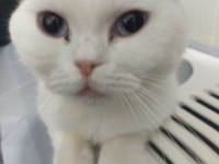 Scottish fold beyaz dişi