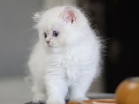 Anne baba şecereli tam bir asilzade british longhair