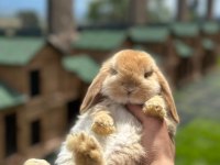 Mini Lop Tavşan Çiftliği - Her İle Gönderim!
