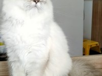 British Longhair ve Scottish Straight Kedilerim