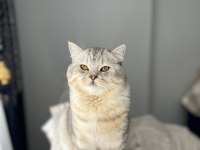 Badem British Shorthair Kedimiz