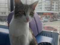Kedimiz Paki ye Acil Yuva Arıyoruz
