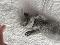Gri British Shorthair