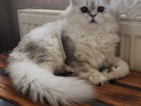 Scottish straight longhair ns 25 erkek