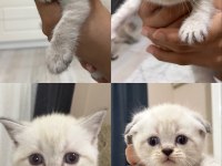 British shorthair kediler