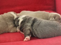 SİTENİN EN GÜZEL İNGİLİZ BULLDOG BEBEKLERİ