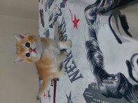 Safkan British Shorthair Ny 11