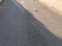 Acil satılık güvercin