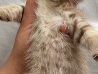 Scottish fold kedilerim yeni yuvalarını arıyorlar