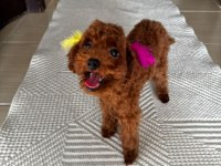 Altı Aylık Poodle Koreler