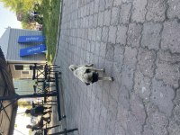 2 Yaşında Pug