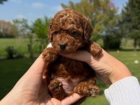 IRK GARANTİLİ KOYU RENK TOY POODLE YAVRULARI