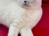 2 yaşında dişi kısırlaştırılmış british shorthair