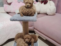 50 günlük toy poodle ler