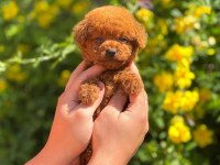 Pofuduk poodle yavrularımız