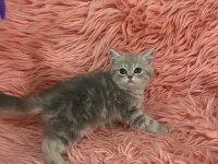 British shorthair 2 aylık dişi