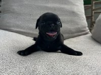 A Kalite Safkan Pug Yavruları