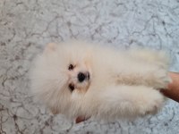 Show Kalite Pomeranian Boo