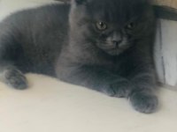 Oyuncu british shorthair dişi tuvalet eğitimi var 2 aylık