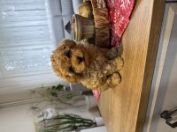 Kore Poodle Yavru
