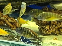 Karışık tropheus balıklar