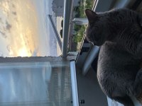 Sıcakkanlı british shorthair kızımızı sahiplendiriyoruz