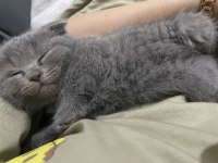 Scottish fold kediler 45 günlük