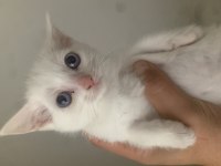 Pamuğun güzel kızı kedimiz