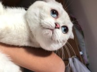 Scottish fold ve british yavrularımız 40 günlük