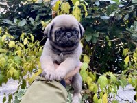 Birbirinden Sevimli ve Oyuncu Pug Yavrularım