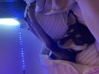 Chihuahua köpeğimize acil yeni yuva