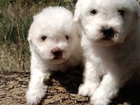 Özel ırk nadir güzellik uygun bütçe bichon frise